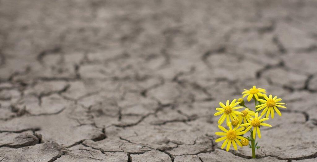 MANTRA PARA 2021: SER UMA EMPRESA RESILIENTE.